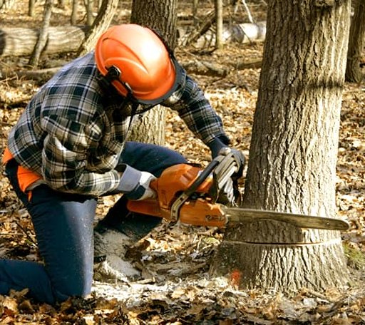 Tree Removal in New Bedford, PA
